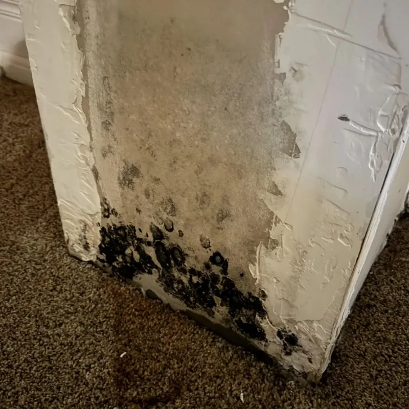 Professional Mold Removal in Central Park, WA